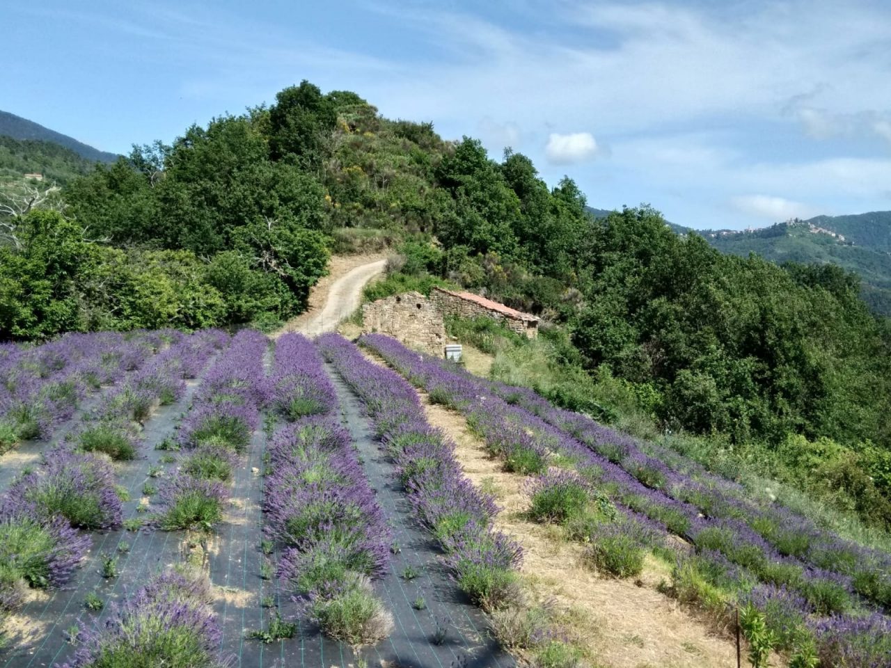 Domenica a Pigna torna la Festa della Lavanda della Riviera dei Fiori