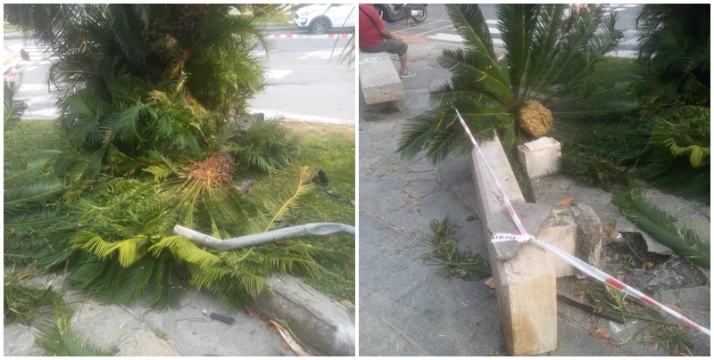 Auto si abbatte su palma e panchina di marmo distruggendole