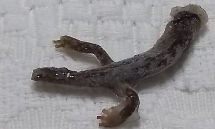 Riempiono una bottiglia dal rubinetto e trovano una salamandra nell'acqua potabile