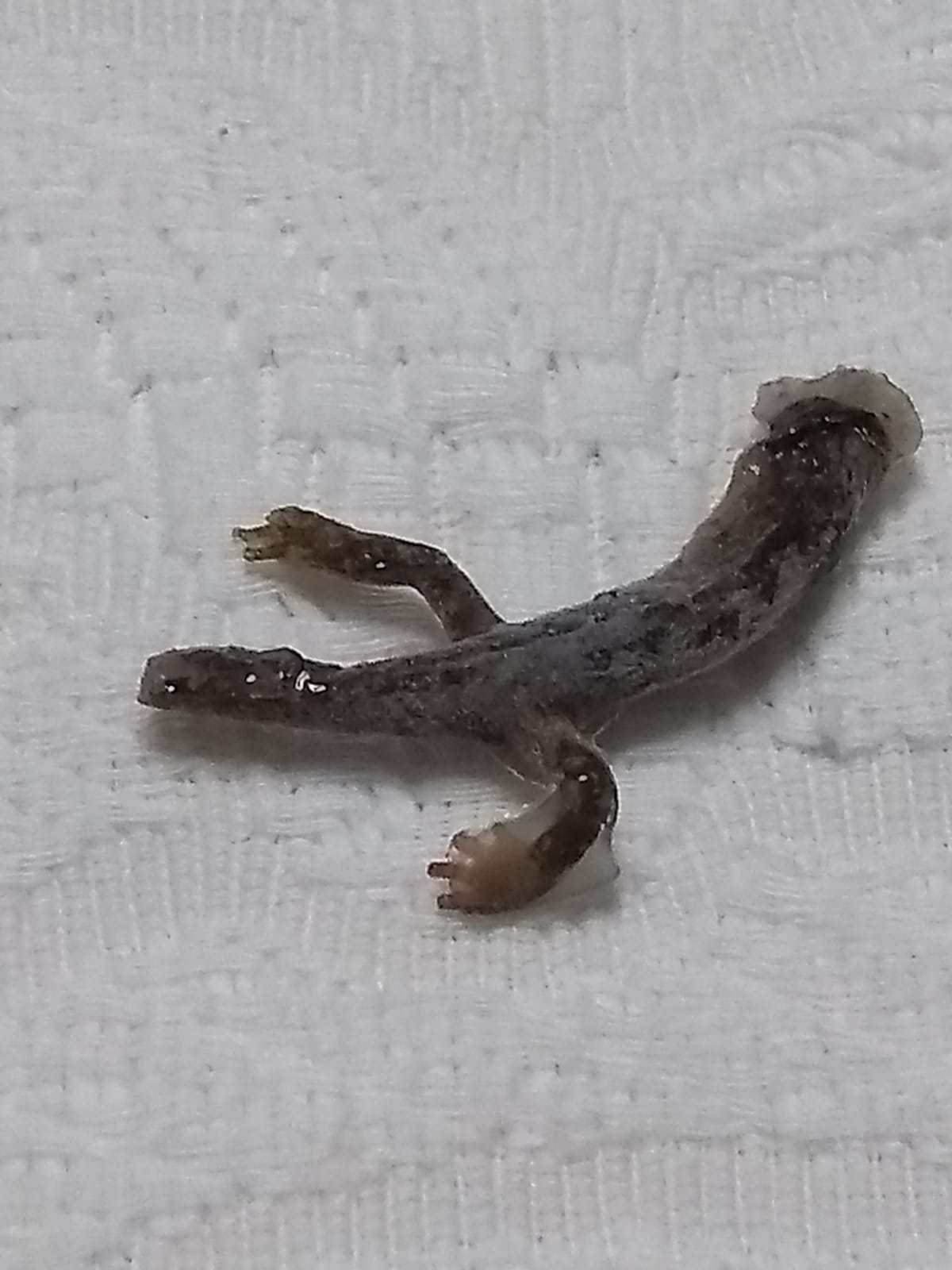 salamandra