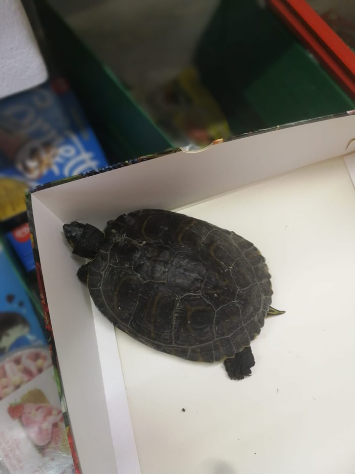 Trovata una tartaruga a Gozo inferiore. Chi l’ha persa?