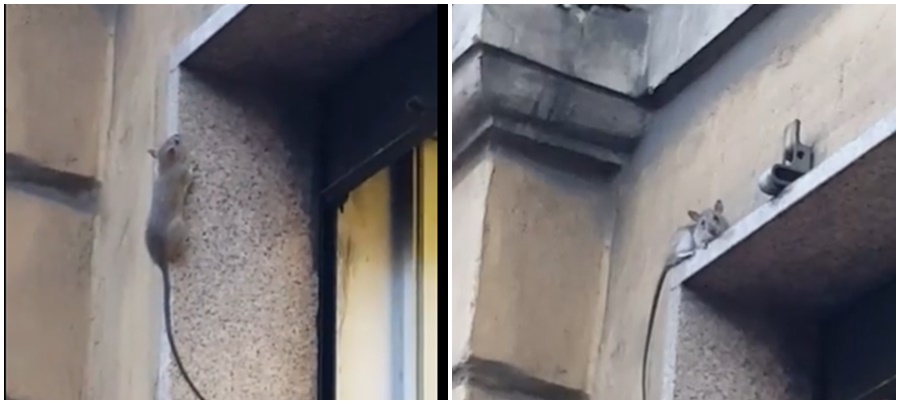 Un topo “curioso” in pieno centro a Imperia. Il video su Facebook