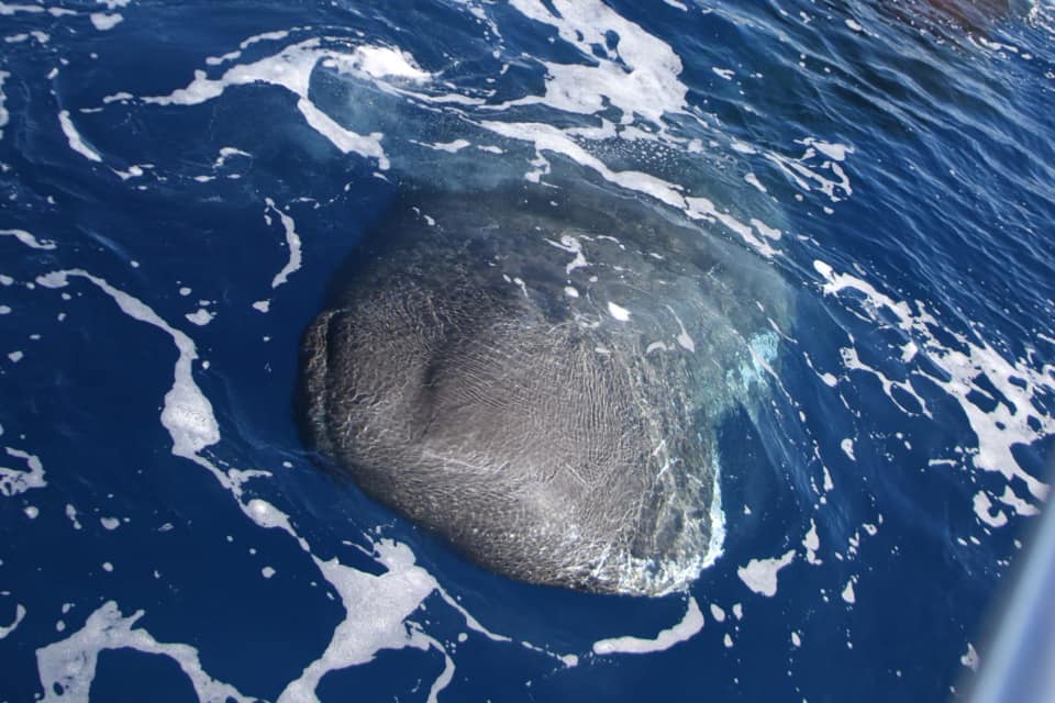 Avvistamento capodogli Tethys Bordighera canyon