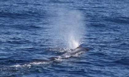 Cetacei: stagione del Tethys si chiude con l'avvistamento di 3 capodogli