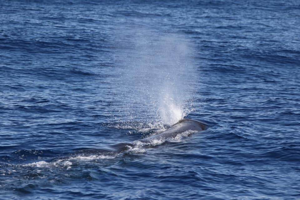 Avvistamento capodogli Tethys Bordighera canyon_03