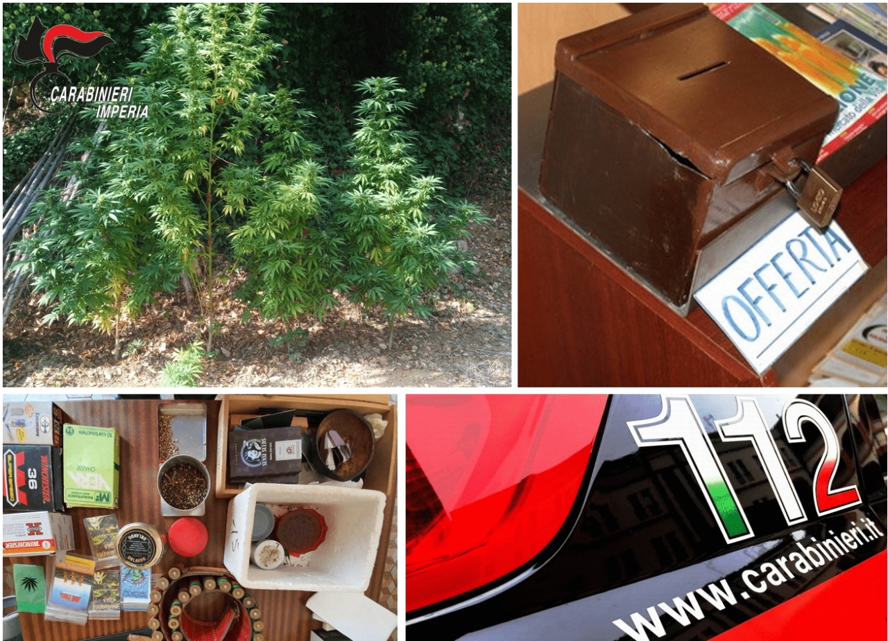 Sequestrata piantagione di marijuana, denunciati ladri di elemosine