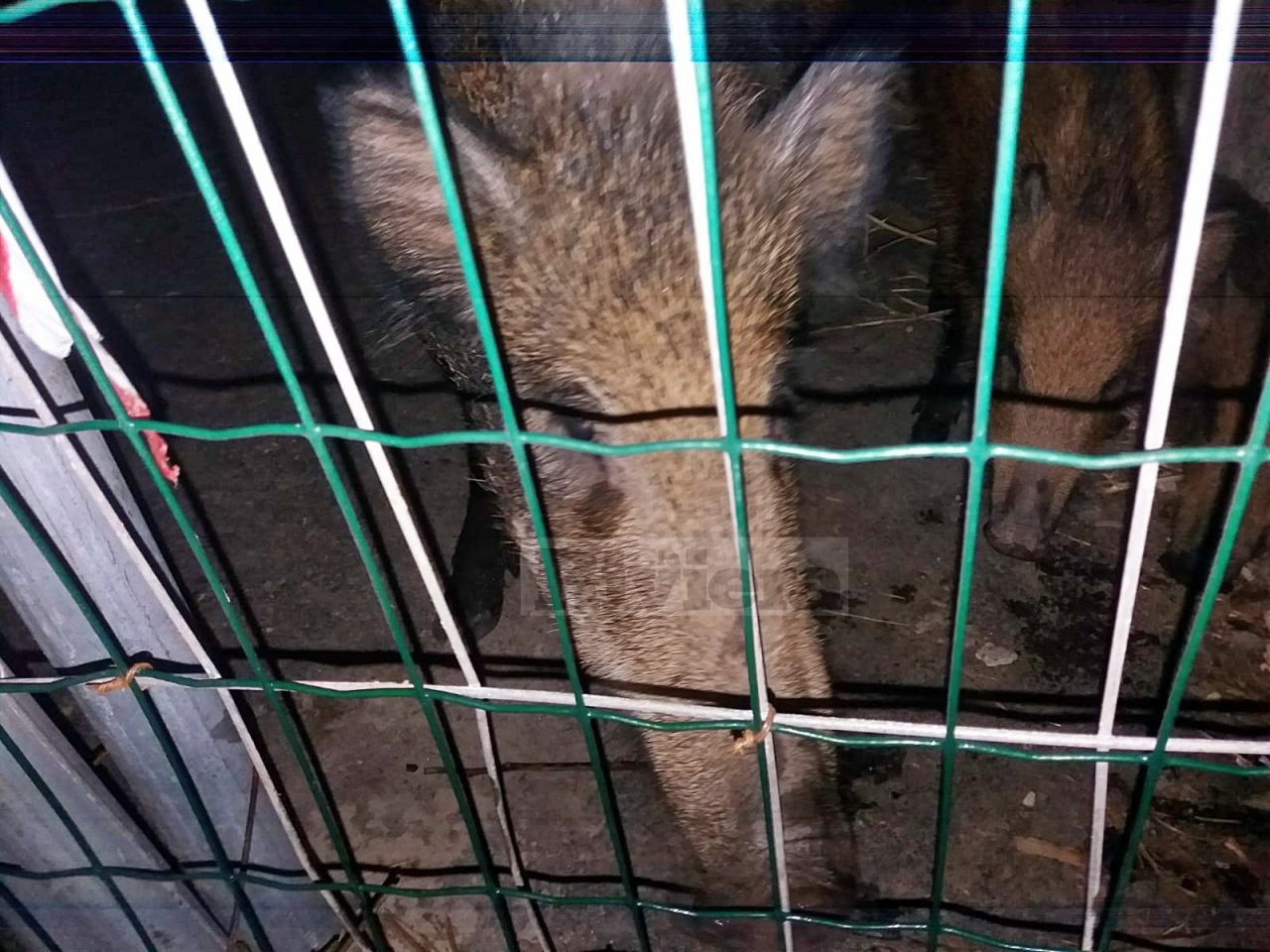 Le guardie regionali lo vogliono catturare, ma Carmelo beffa tutti e non si fa vedere