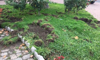 Ancora aiuole devastate dai cinghiali a Ventimiglia