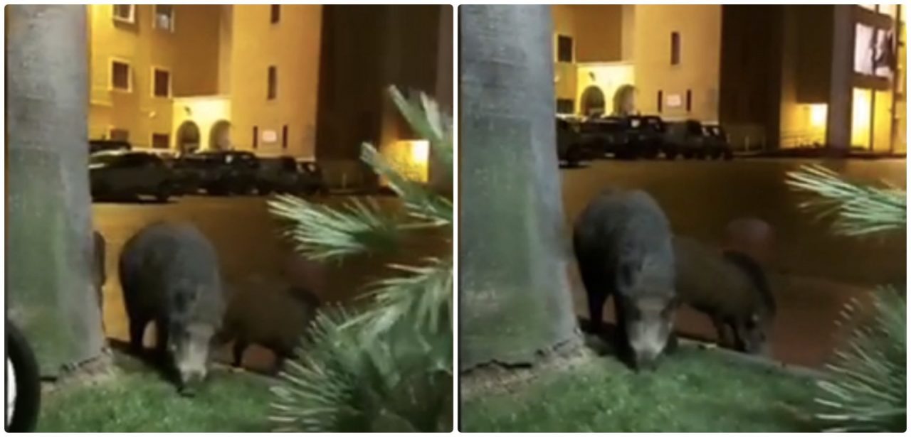Cinghiali in piazza del Comune distruggono le aiuole. Video