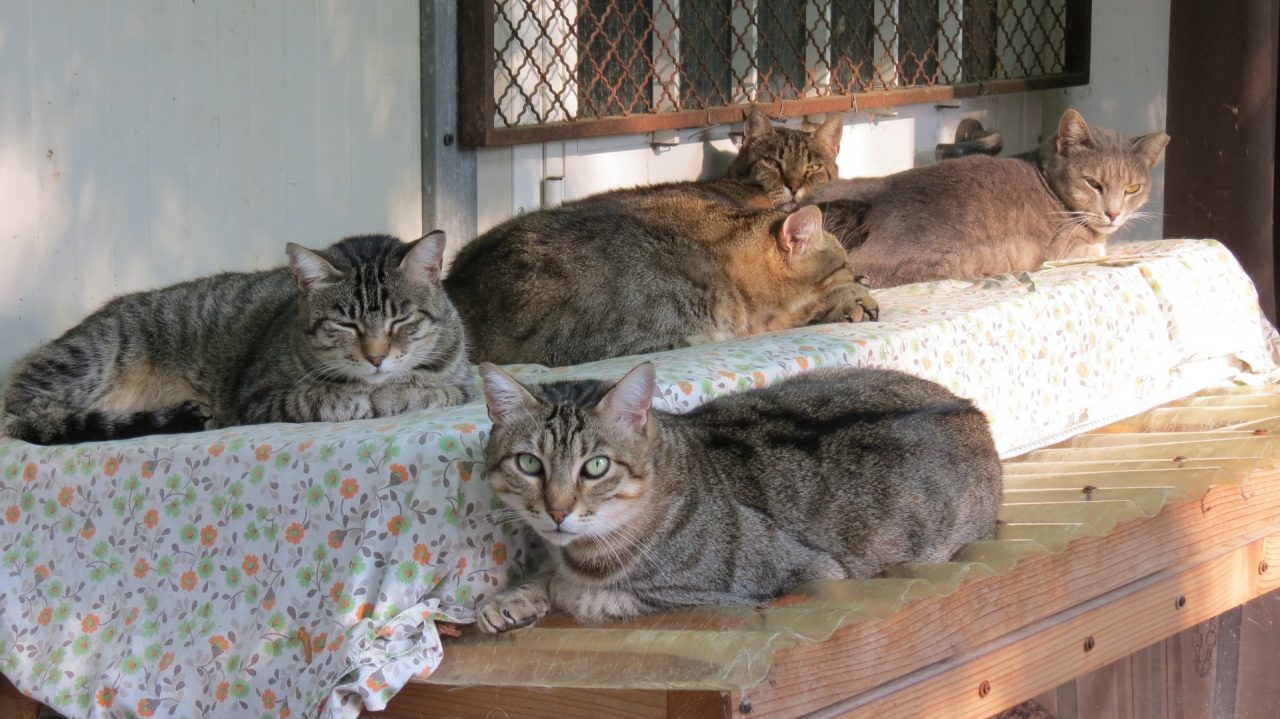 Travolto e ucciso un gatto a Ventimiglia: serve un nuovo dosso