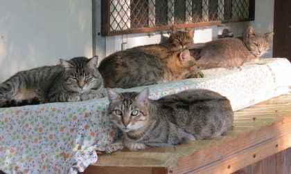 Travolto e ucciso un gatto a Ventimiglia: serve un nuovo dosso