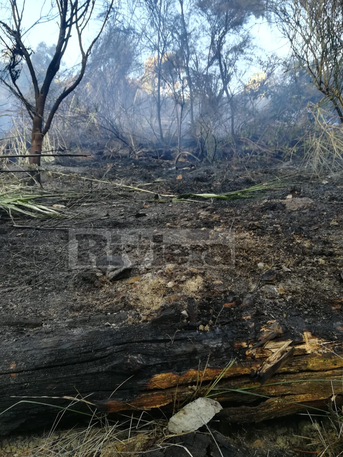 Incendio boschivo notturna Sasso Bordighera 1