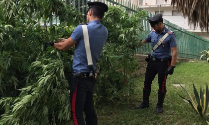 Bordighera: 31enne denunciato per 5 piante di marijuana