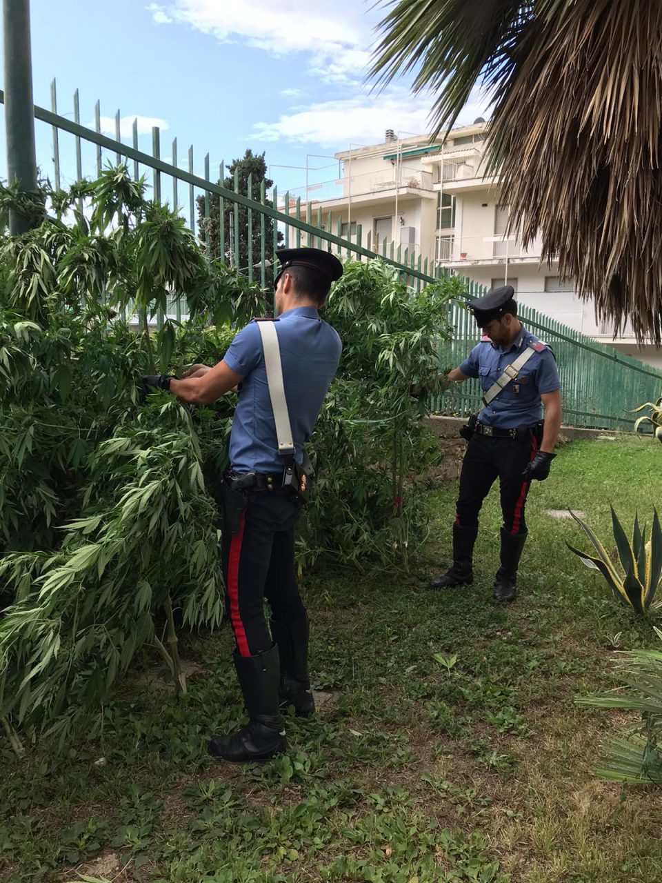 Bordighera: 31enne denunciato per 5 piante di marijuana