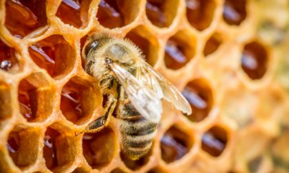 Anno amaro per il miele in Liguria: morta 1 ape su 3