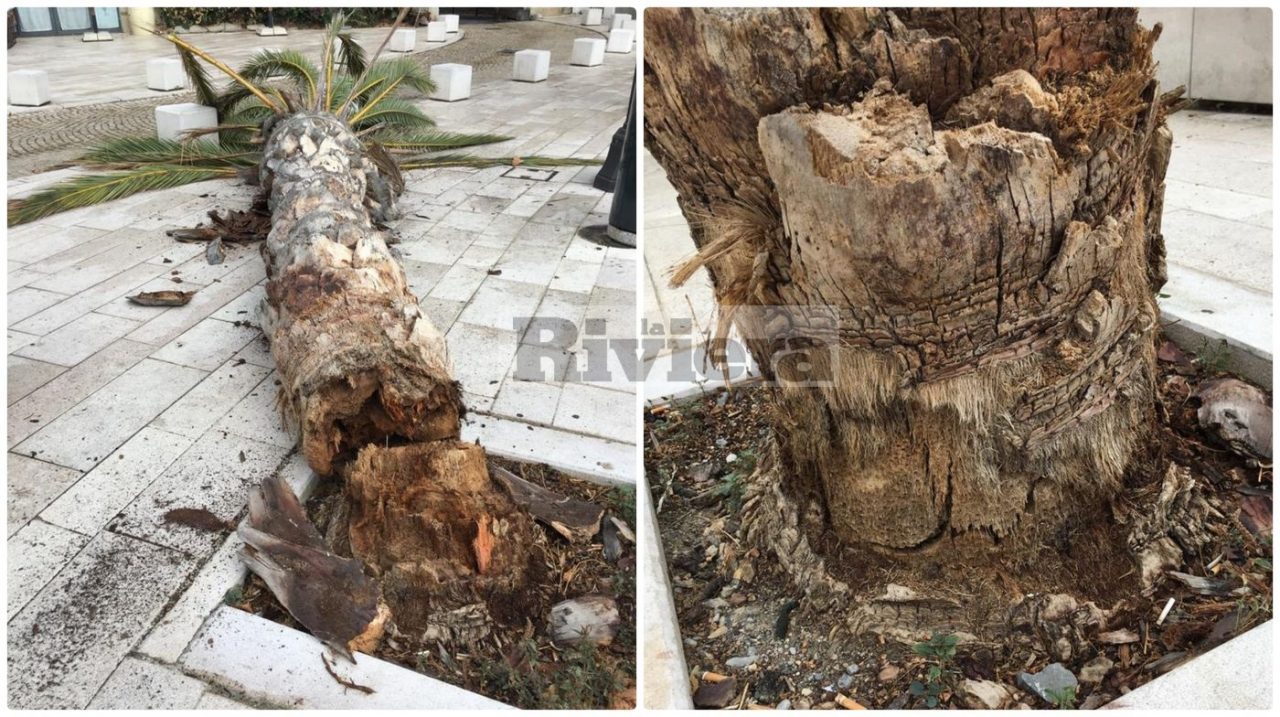La palma è pericolante, il sindaco Scullino l’abbatte con una mano