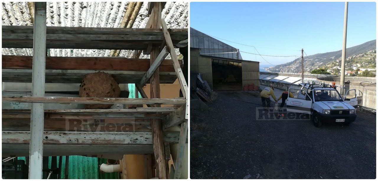 Trovato un nido di velutine con oltre 2000 vespe
