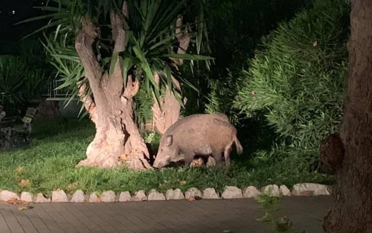Il cinghiale Carmelo a passeggio di notte per Ventimiglia
