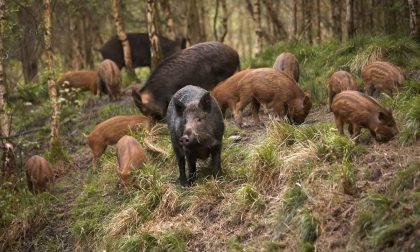 I sindaci dei piccoli comuni lanciano l'allarme per i pericoli provocati dalla fauna selvatica