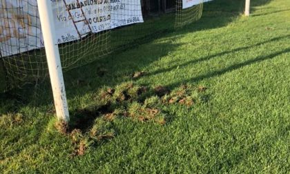 Il campo sportivo di Cervo devastato dai cinghiali