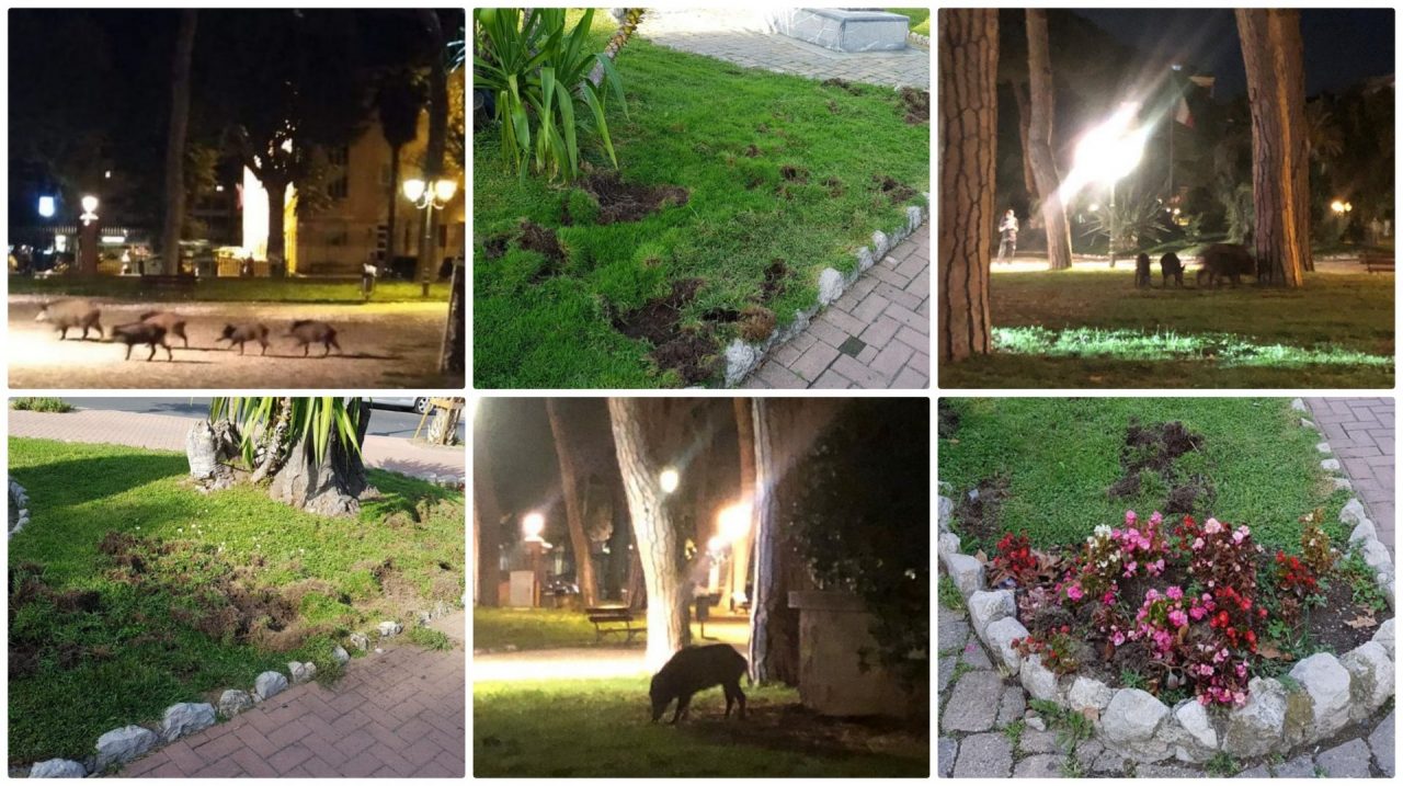 Raid vandalico di Carmelo e famiglia: cinghiali devastano le aiuole
