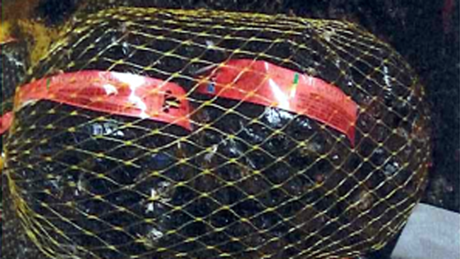 Salmonella nelle cozze allevate in Liguria : ritirato prodotto dal mercato