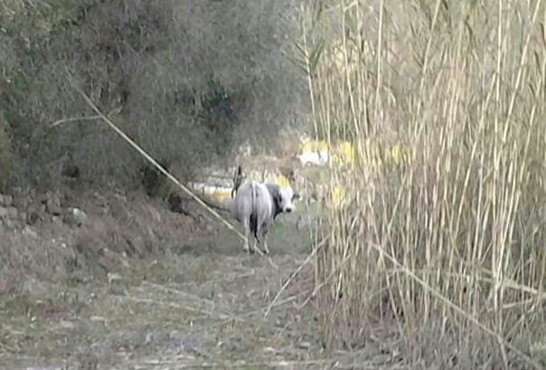 Pascoli incustoditi nella zona del dianese, danni ai vigneti