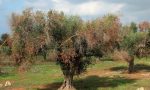 Due casi di Xylella in Costa Azzura, massima allerta in Liguria