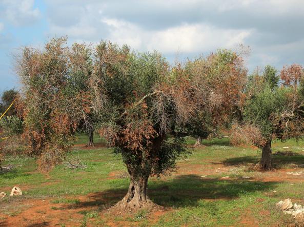 Due casi di Xylella in Costa Azzura, massima allerta in Liguria