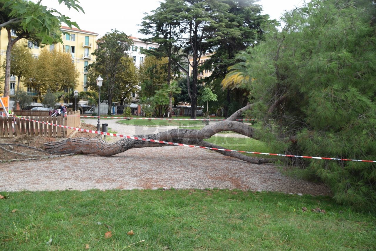 Crolla un pino vicino al parco giochi ai giardini di Ventimiglia