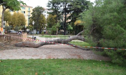 Crolla un pino vicino al parco giochi ai giardini di Ventimiglia