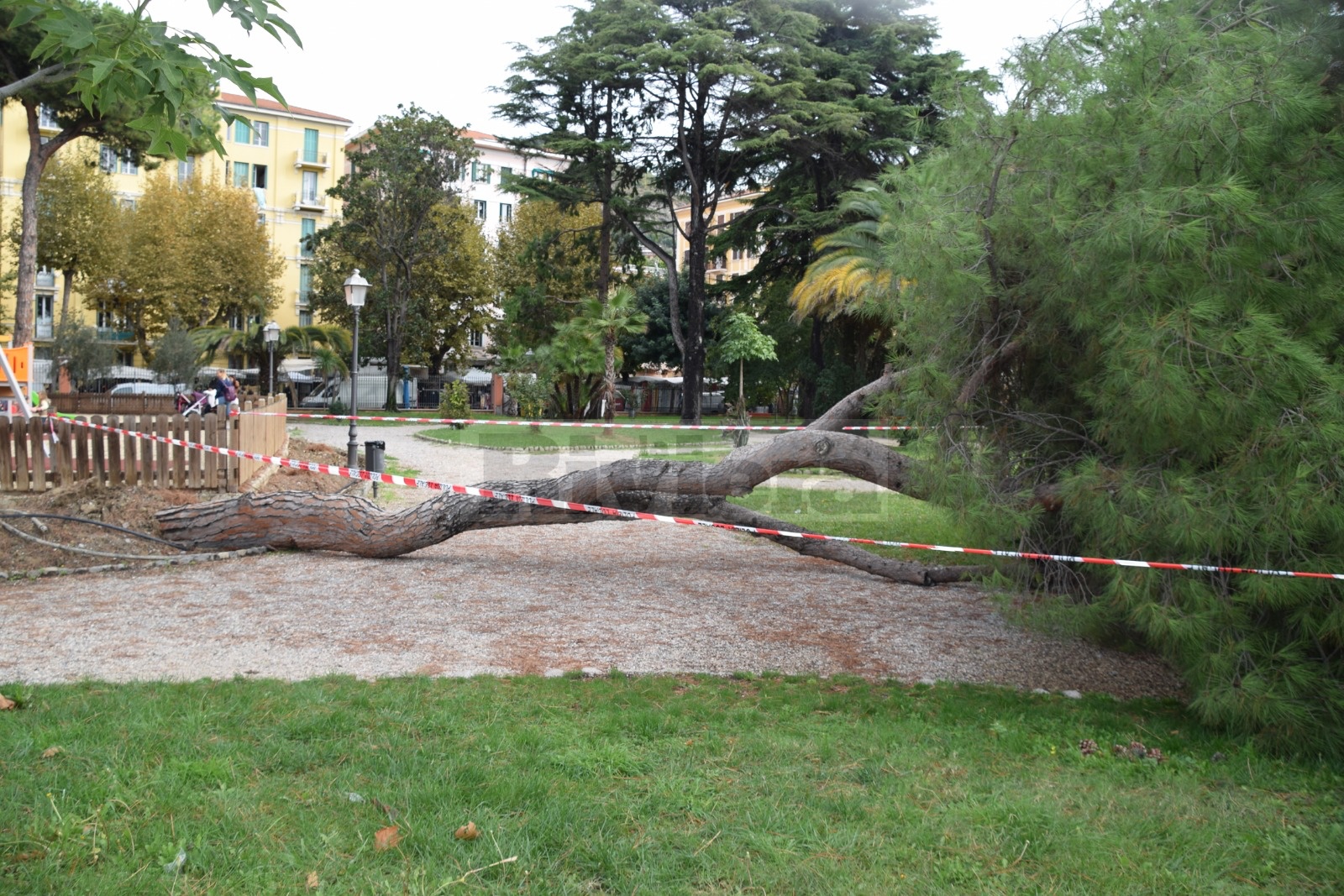 Albero crollato giardini Ventimiglia