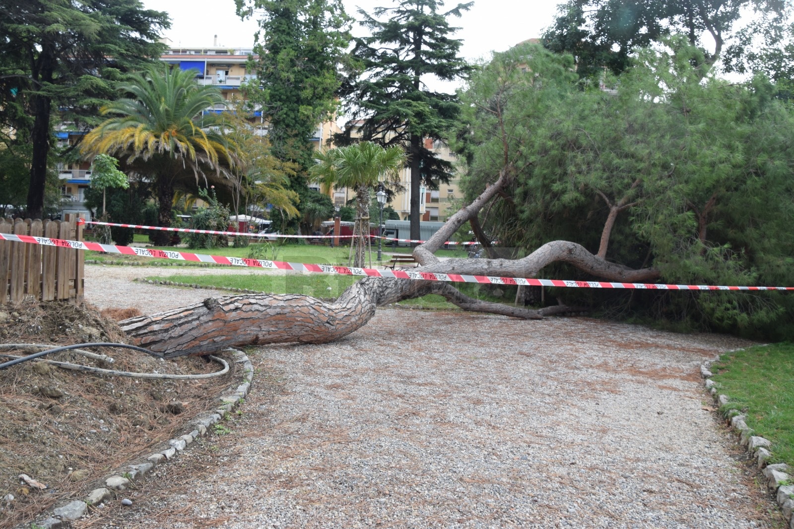 Albero crollato giardini Ventimiglia_02