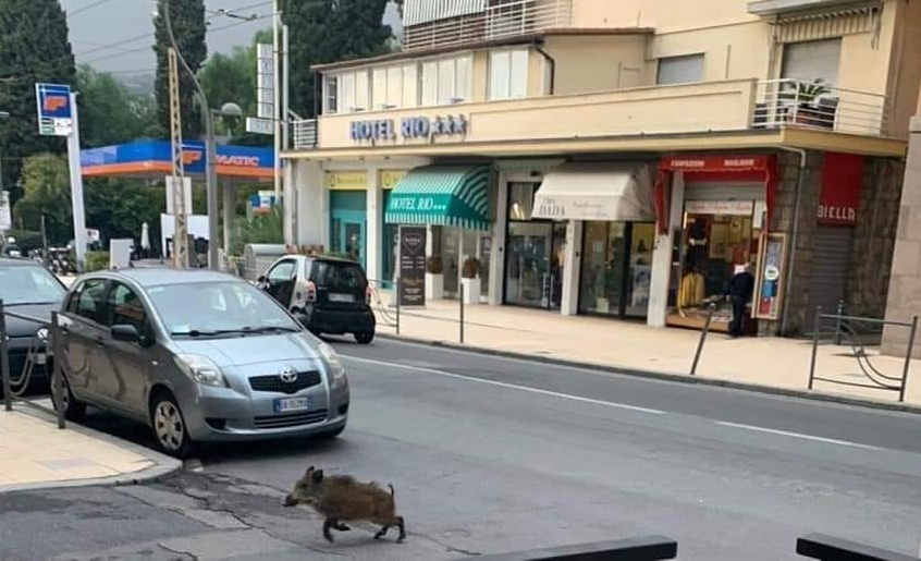 Cucciolo di cinghiale “beccato” mentre attraversa alla Foce di Sanremo