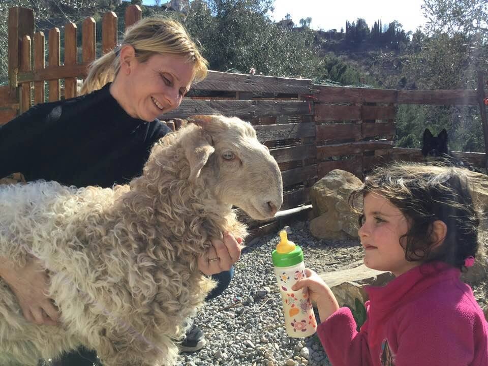 Cani da caccia mettono in fuga animali da fattoria didattica