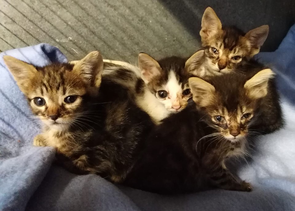 Muore e lascia l’intero patrimonio per la cura dei suoi gatti