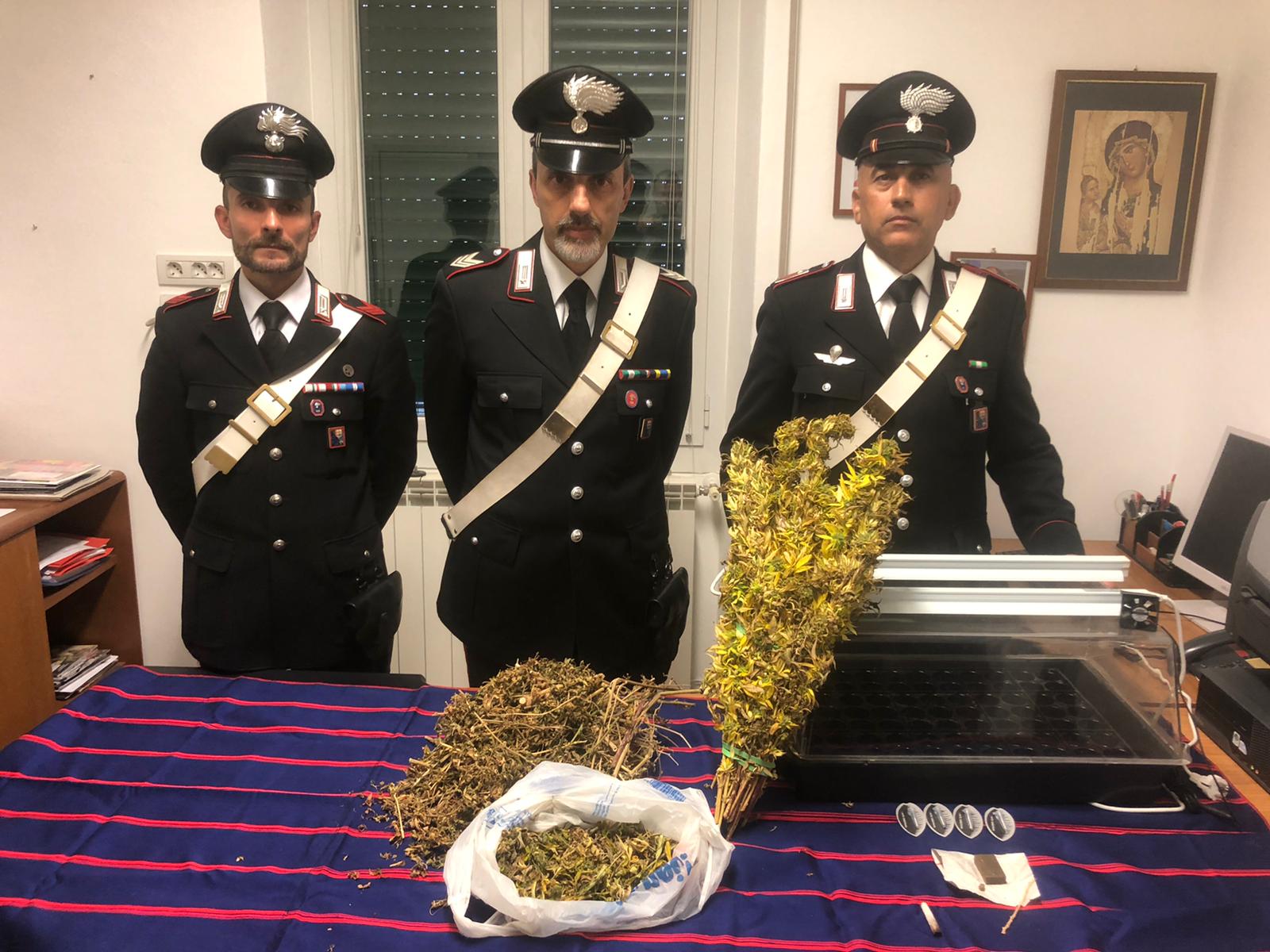 Sequestro marijuana white siberian hascisc Badalucco Carabinieri_02