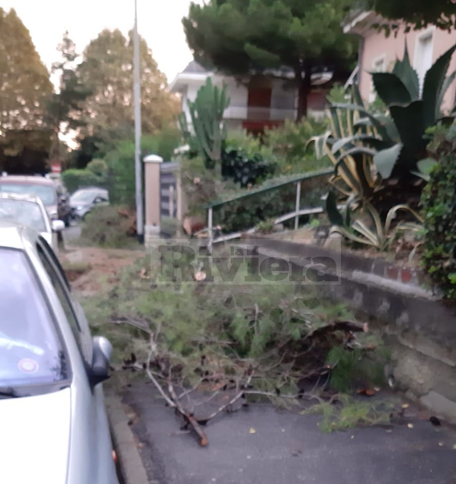 Maltempo ottobre 2019 Ventimiglia crollo albero crollato Nervia