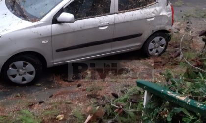 Maltempo: crolla un albero a Nervia, danneggiata un'auto