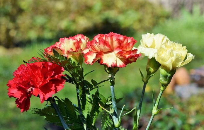 Coronavirus, i fiori made in Liguria sentono la crisi
