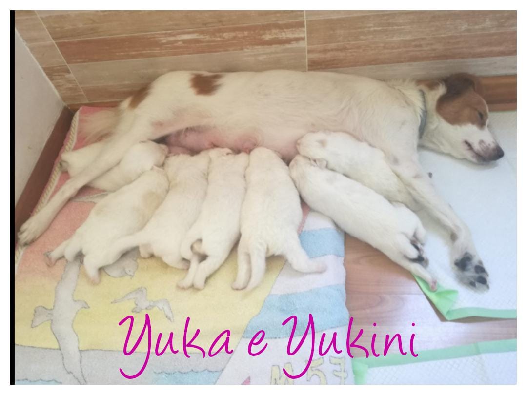 Sette cuccioli da sfamare: scatta la solidarietà