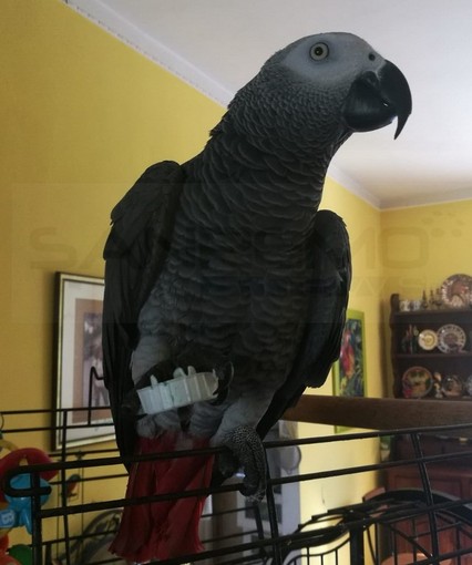 Pappagallo scappa di casa. L’appello dei proprietari