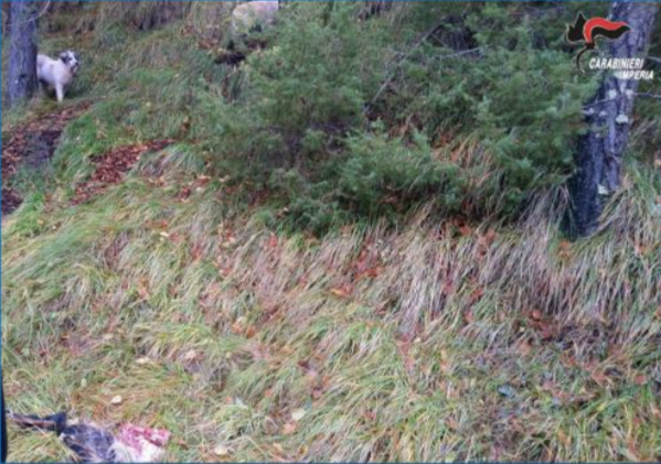 Cani inselvatichiti all’origine degli attacchi al bestiame in Valle Argentina