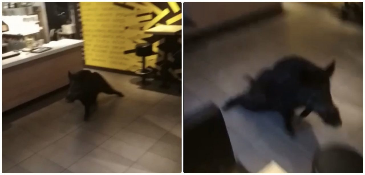 Un cinghiale nel McDonald’s di Ventimiglia in fuga dalla polizia. Il video è esilarante