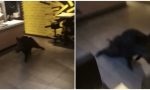 Un cinghiale nel McDonald's di Ventimiglia in fuga dalla polizia. Il video è esilarante