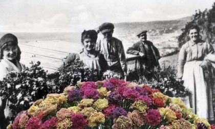Il garofano, nuova vita di un fiore classico. L'incontro al Floriseum di Sanremo