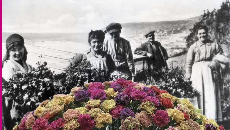 Il garofano, nuova vita di un fiore classico. L’incontro al Floriseum di Sanremo