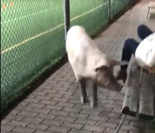 Video: dopo il cinghiale da McDonald’s, ora il maiale a spasso