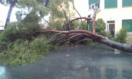 Crolla un pino nel cortile della scuola santa Marta a Ventimiglia