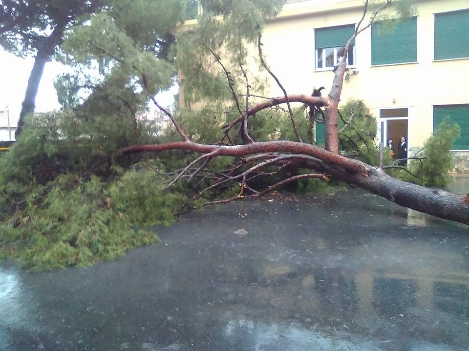 Crolla un pino nel cortile della scuola santa Marta a Ventimiglia